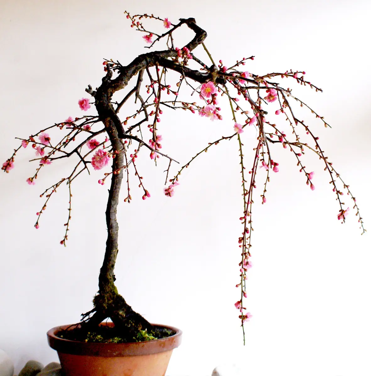 枝垂れ梅の盆栽が咲き始めました。｜園芸日記byディスカス｜みんなの趣味の園芸｜368501