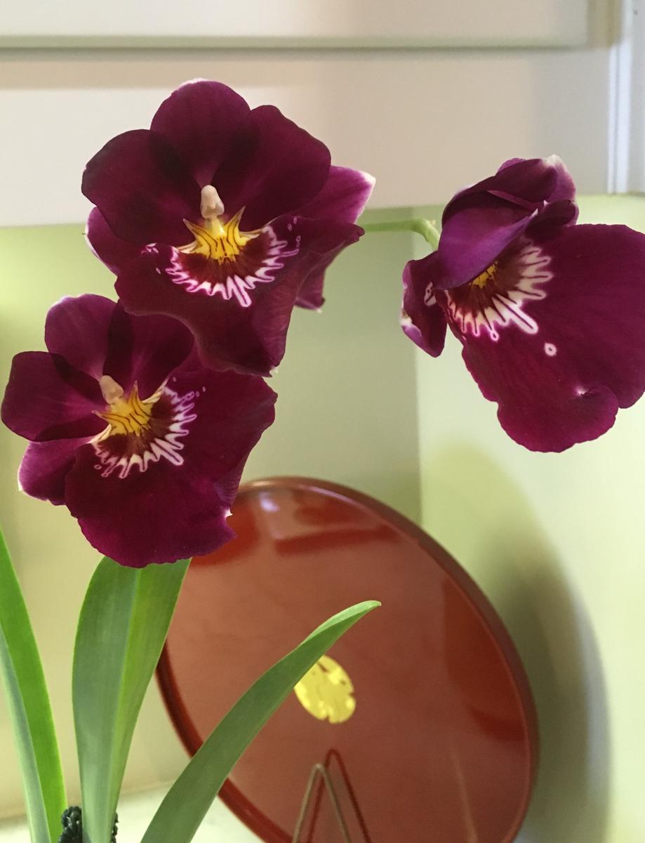 Mps.BertField'Eileen':開花しました?｜園芸日記bymo