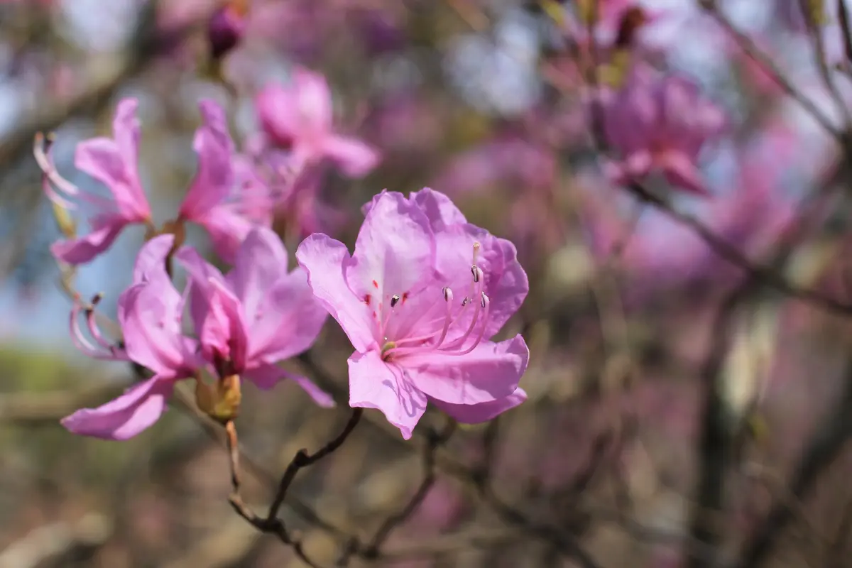 ミヤマツツジ｜園芸日記byむぎはな｜みんなの趣味の園芸｜369179