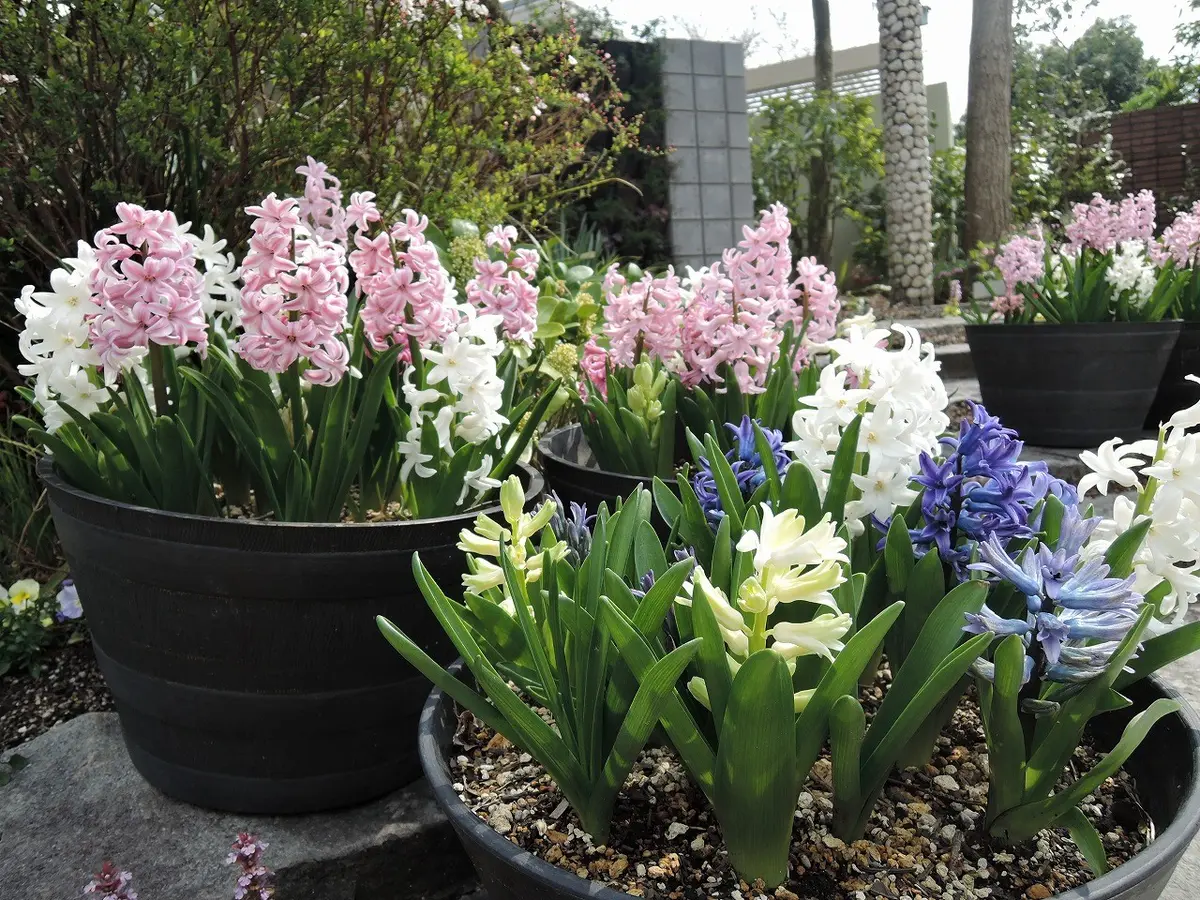 2年目のヒヤシンス｜園芸日記by天野麻里絵｜みんなの趣味の園芸｜369253