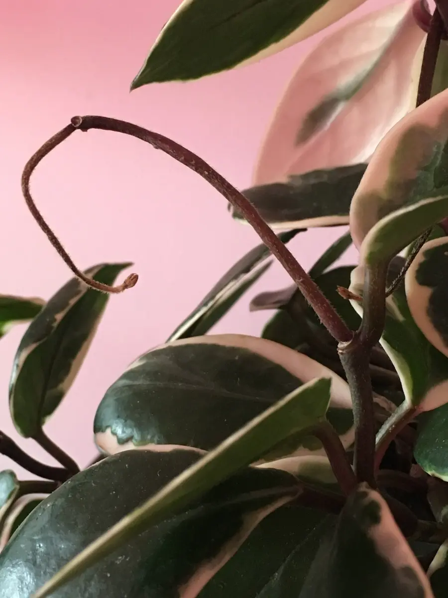 Hoya(ホヤ):もしかしてこれって花芽なのでしょうか？｜園芸日記bymo'mo