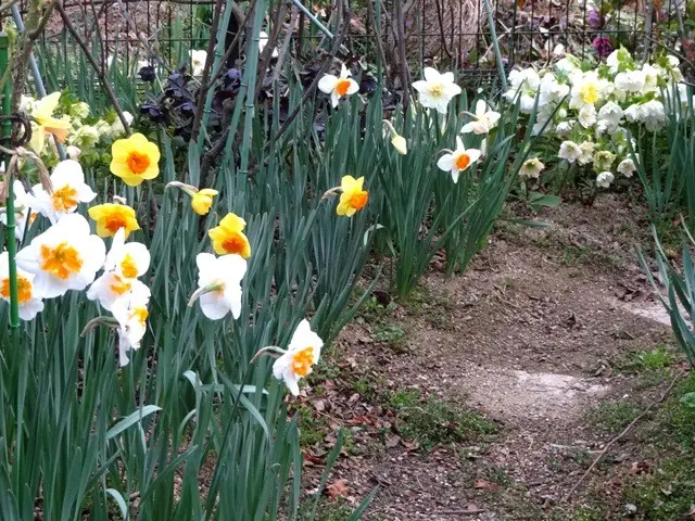 水仙とクリスマスローズが咲く庭｜園芸日記byこんちゃん｜みんなの趣味