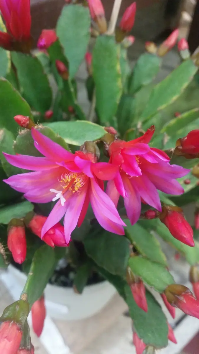 イースターカクタス｜園芸日記by金子 明人｜みんなの趣味の園芸｜369505