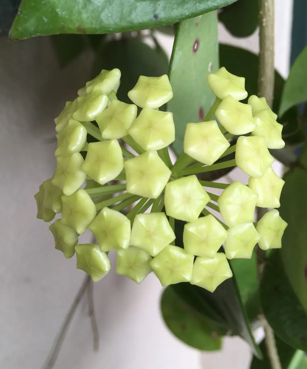 Unique Hoya sp. UT 248 Starter Plant | 1
