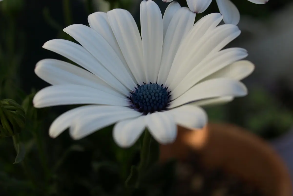 オステオスペルマムの青とヤマアジサイ大山｜園芸日記byらりこ