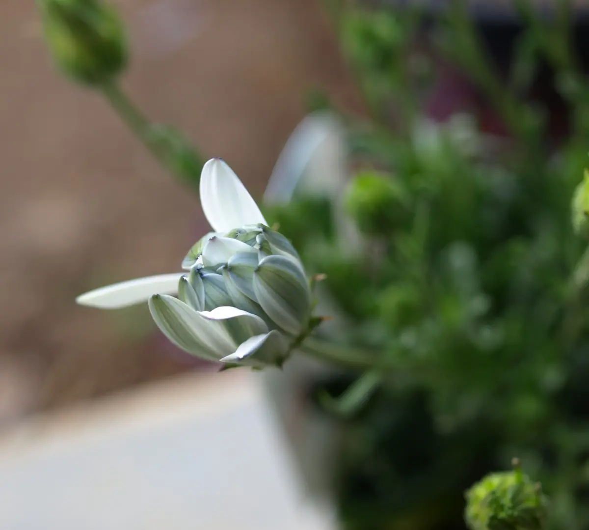 オステオスペルマムの青とヤマアジサイ大山｜園芸日記byらりこ