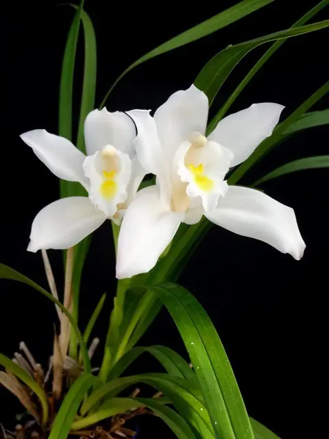 洋蘭 洋ラン 原種 シンビジューム Cym. eburneum 開花サイズ大株 洋蘭 洋ラン 原種 シンビジューム Cym. eburneum 開花サイズ大株