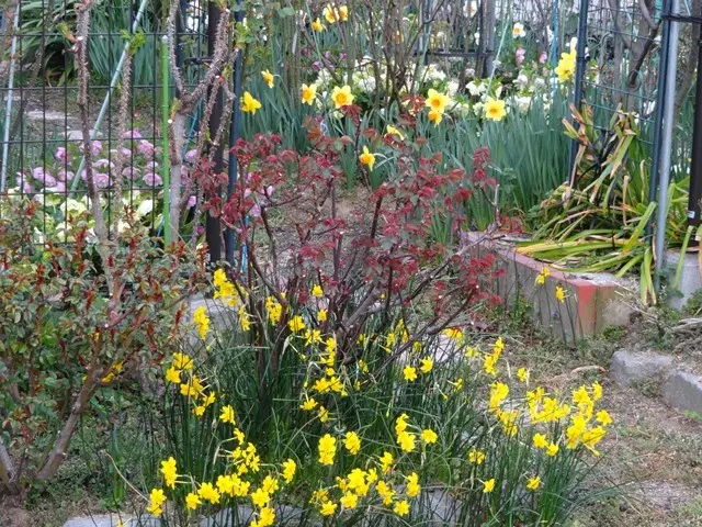 水仙とクリスマスローズの咲く庭①｜園芸日記byこんちゃん｜みんなの