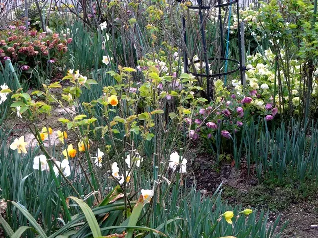 水仙とクリスマスローズの咲く庭①｜園芸日記byこんちゃん｜みんなの