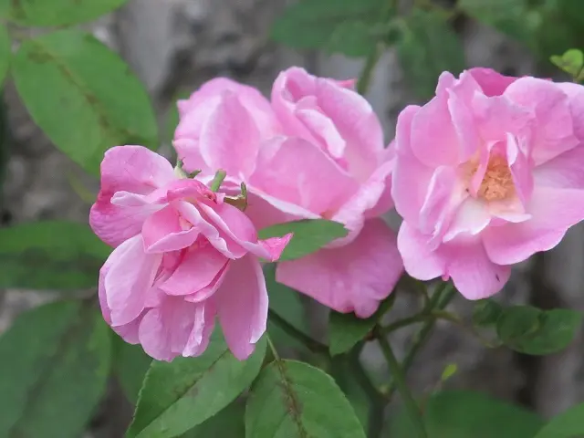 チャイナローズ｜園芸日記bymine☆｜みんなの趣味の園芸｜37129