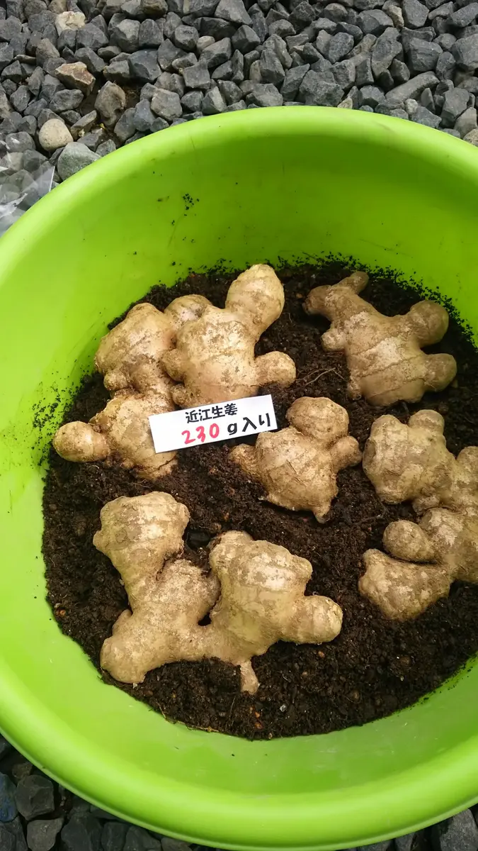❝ Ginger sprouts ❞ It's actually ridiculously easy!! & How