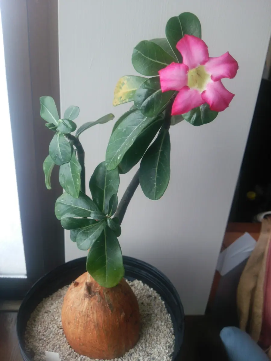 本家本元の」砂漠の薔薇が開花しました。｜園芸日記byフォル｜みんなの