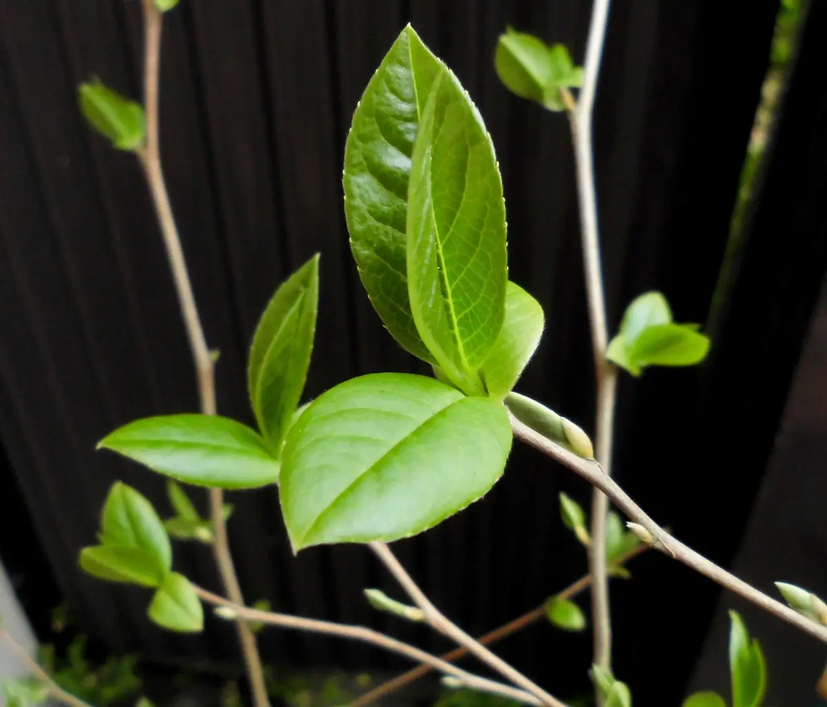 春の葉っぱたち♪【1】｜園芸日記byネムネコ｜みんなの趣味の園芸｜372119