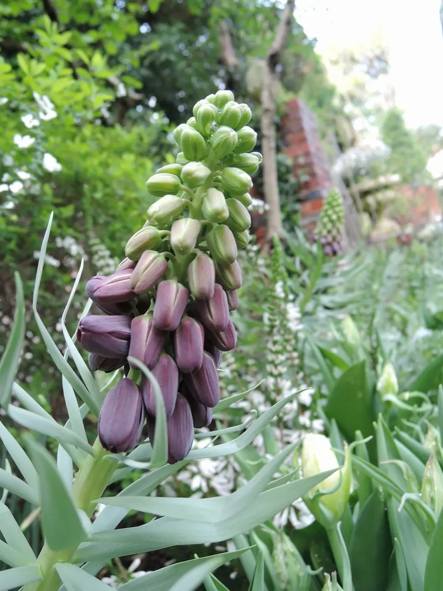 春のホワイトガーデン｜園芸日記by天野麻里絵｜みんなの趣味の園芸｜372652