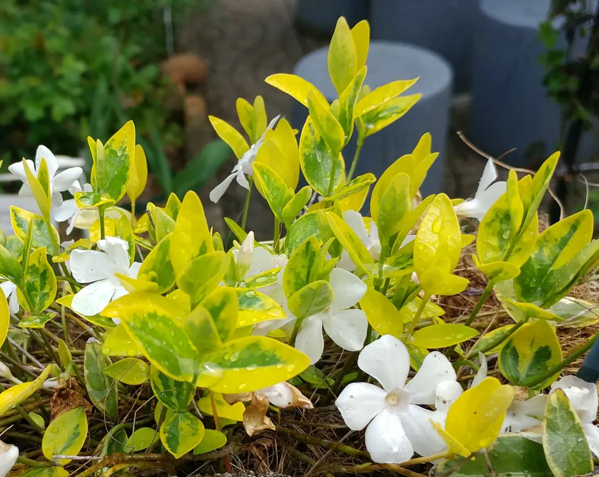 ヒメウズかな？ってトリカブト😱｜園芸日記byかおりん｜みんなの趣味の