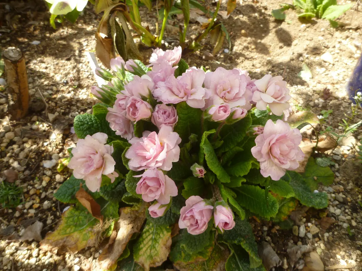 稀少 プリムラ'スージャービス' 株分苗　2株 稀少 プリムラ´スージャービス´ 株分苗 2株