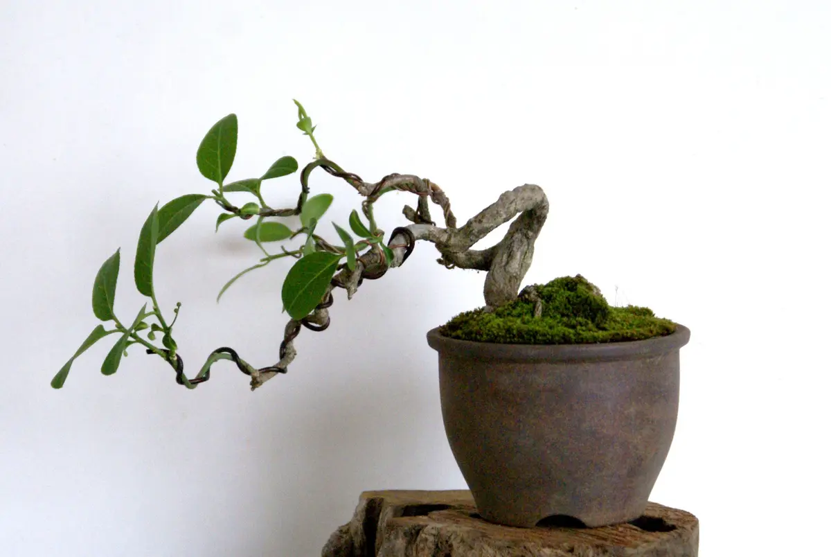 コマユミ盆栽の植え替え。｜園芸日記byディスカス｜みんなの趣味
