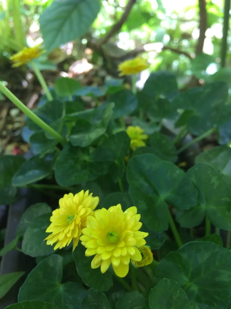 山野草　斑入り黄花八重咲き凪帆錦　ヤマシャクヤク　9E 山野草 斑入り黄花八重咲き凪帆錦 ヤマシャクヤク 9E