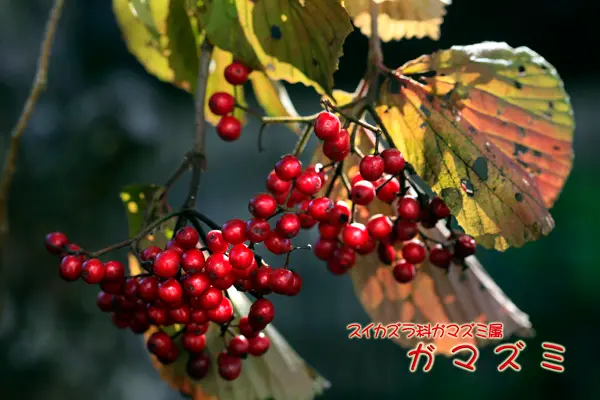 赤い実 秋の実 赤い実 3つの実｜園芸日記byぼなみ｜みんなの趣味の園芸｜37654