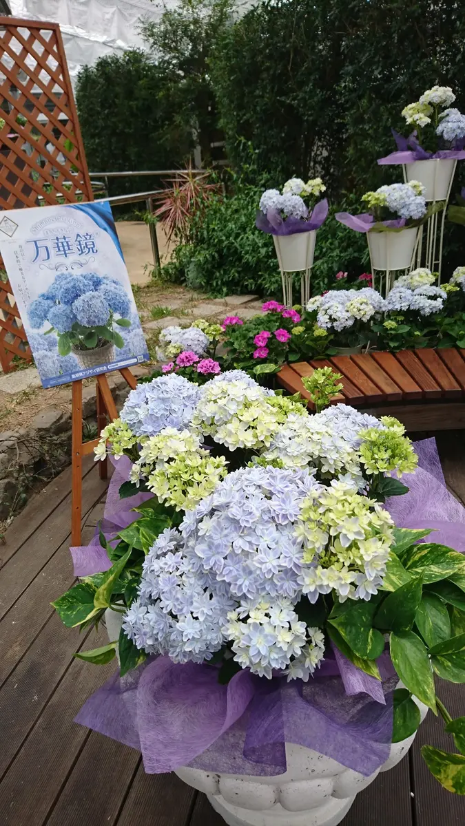 ☆ハイドランジア☆アジサイ☆☆5号鉢☆希少☆ ☆ハイドランジア☆アジサイ希少☆