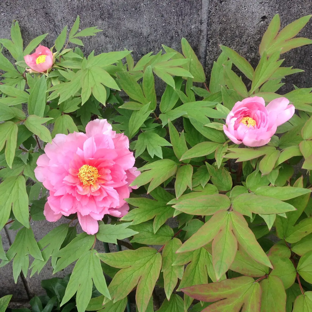 牡丹「八千代椿」❣️…うっとり😍｜園芸日記by八千代椿｜みんなの趣味