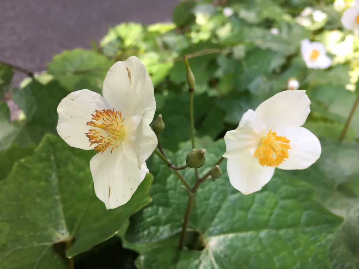 夏帯 紗 蝶々 萩 菊 露芝 羊歯 植物模様 袋帯 NO-1060 レディース