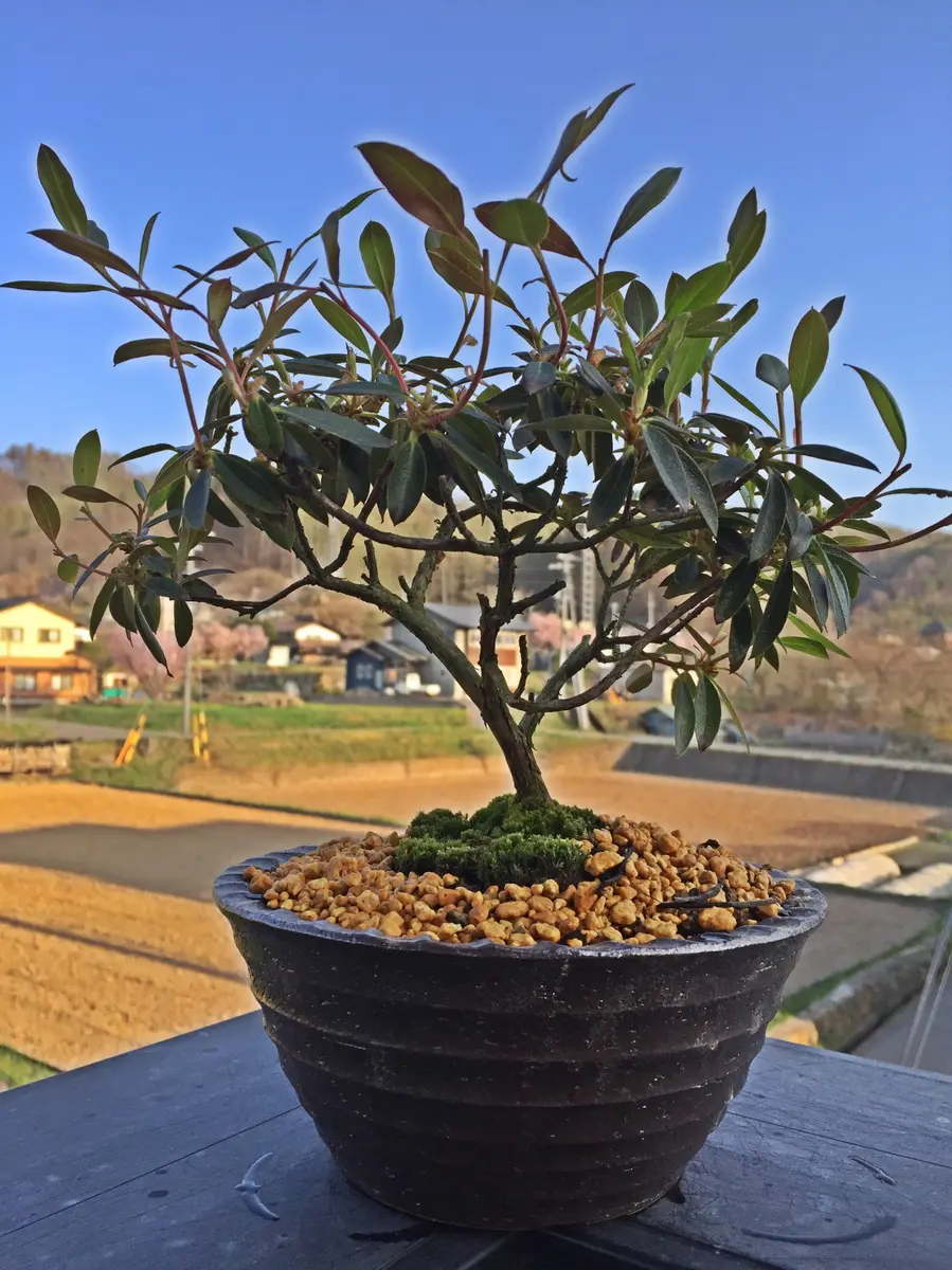 ミニシャクナゲの植え替え｜園芸日記byミニパジェ｜みんなの趣味
