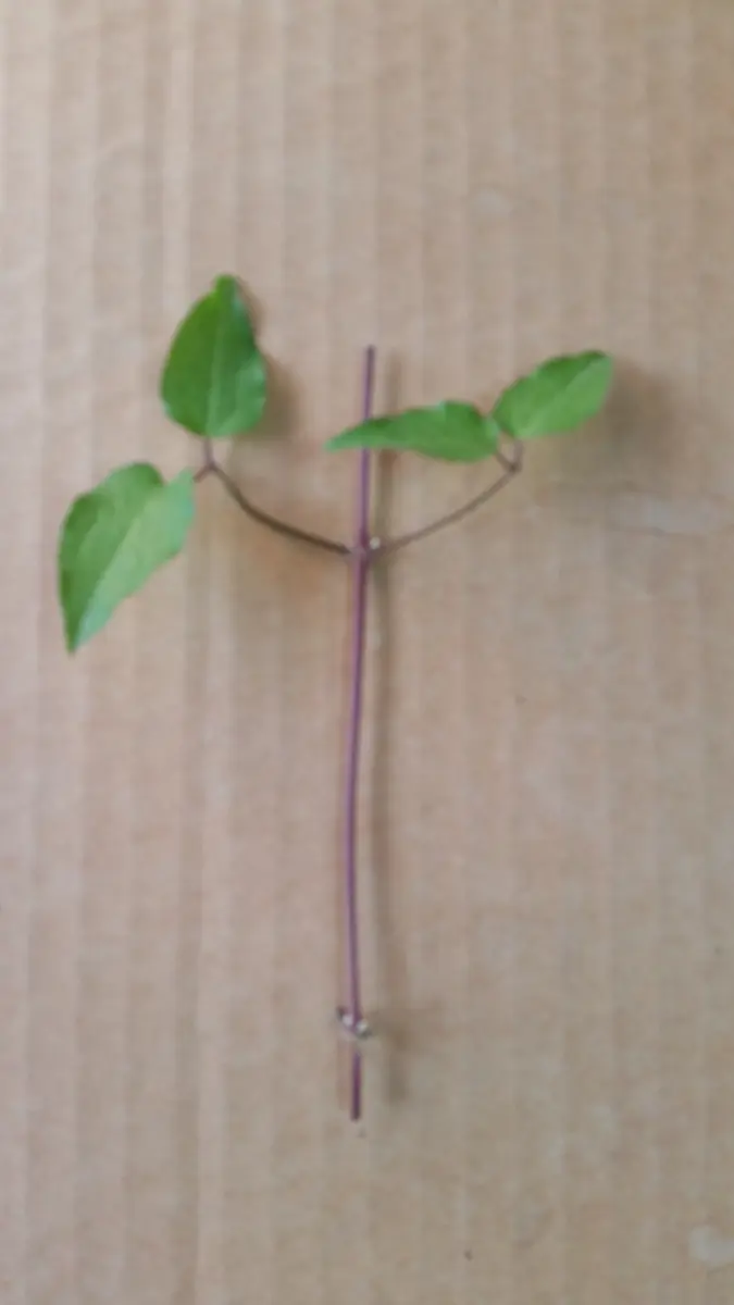 クレマチス・挿し芽・1｜園芸日記by金子 明人｜みんなの趣味の園芸