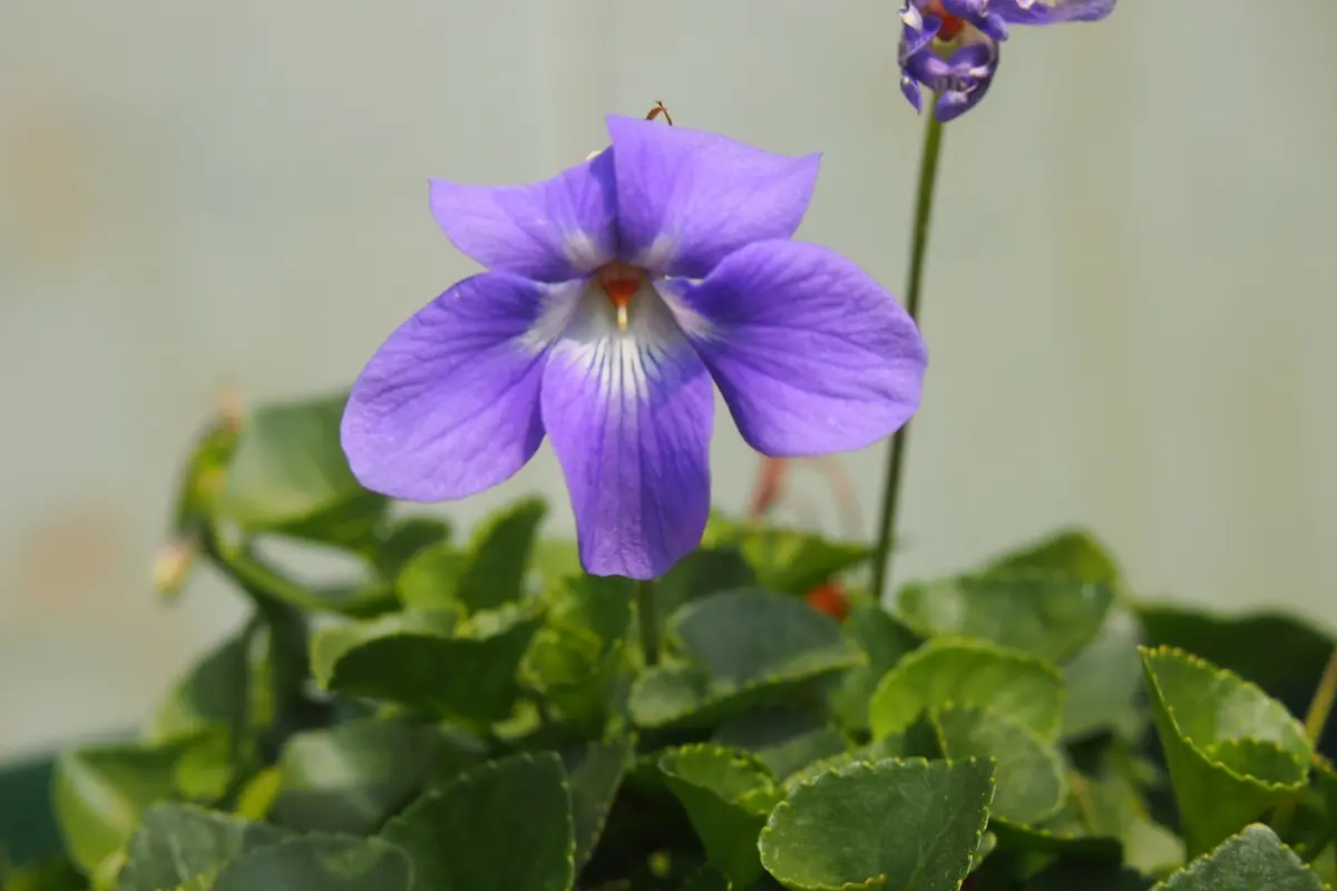 イソスミレです｜園芸日記by種蒔き病人｜みんなの趣味の園芸｜378071