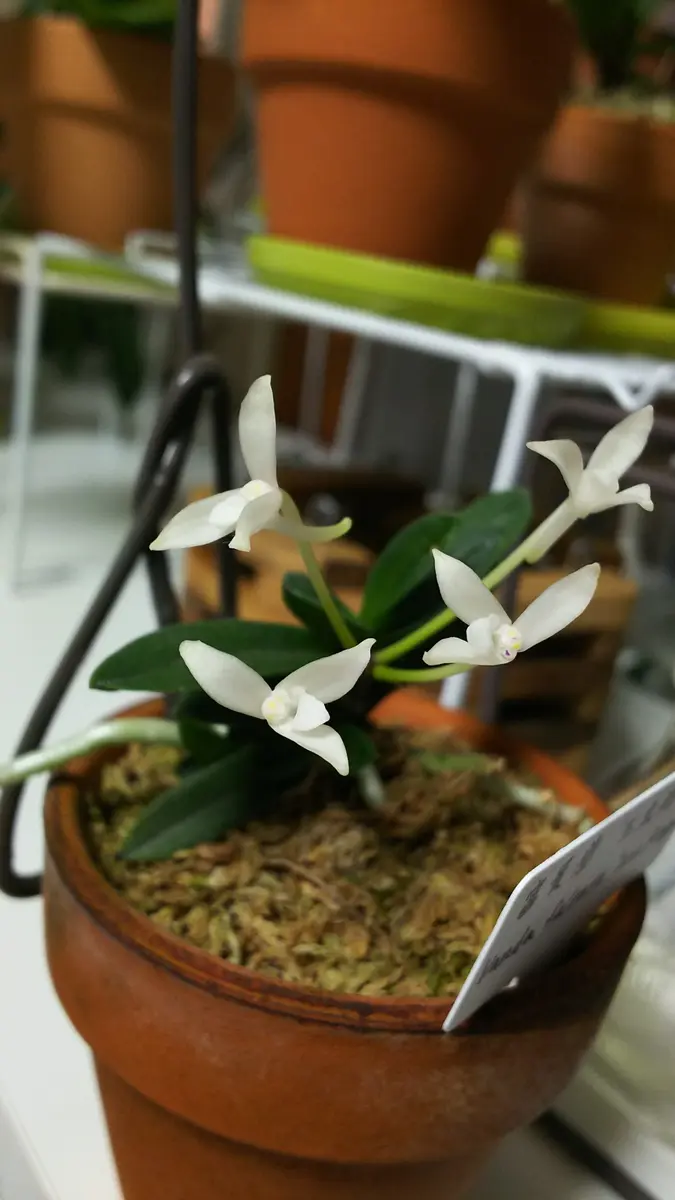 富貴蘭 風蘭 紫金剛 宝石のような観葉植物のお店 【Jewelry Plant】