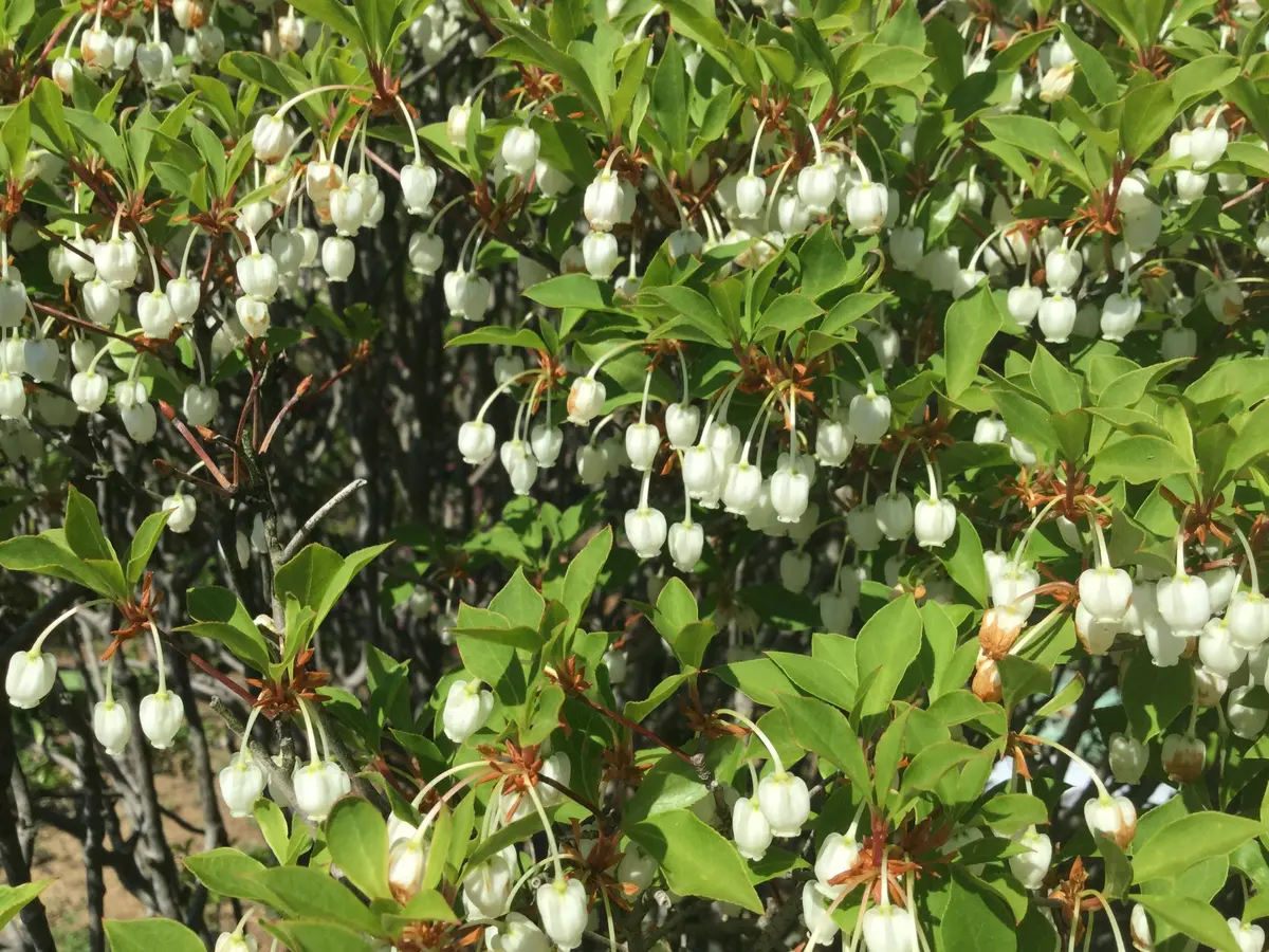 ドウダンツツジ・初夏にスズラン似の花・10年物・約1m20㌢ ドウダンツツジとスズラン｜園芸日記byこぴっとしろし｜みんなの