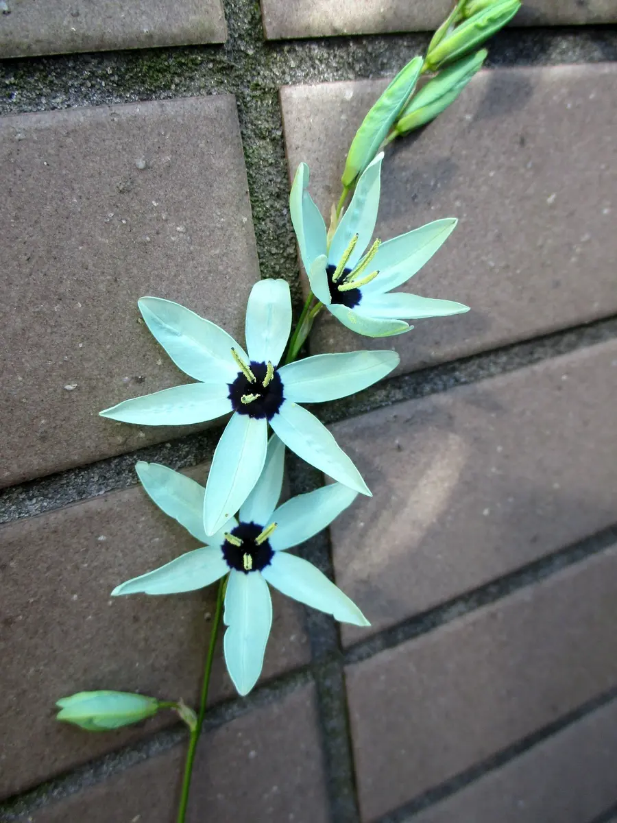 翡翠 花青種(黄＋緑) ビンテージ お花 玉璧 別格 【A貨 未処理】 翡翠