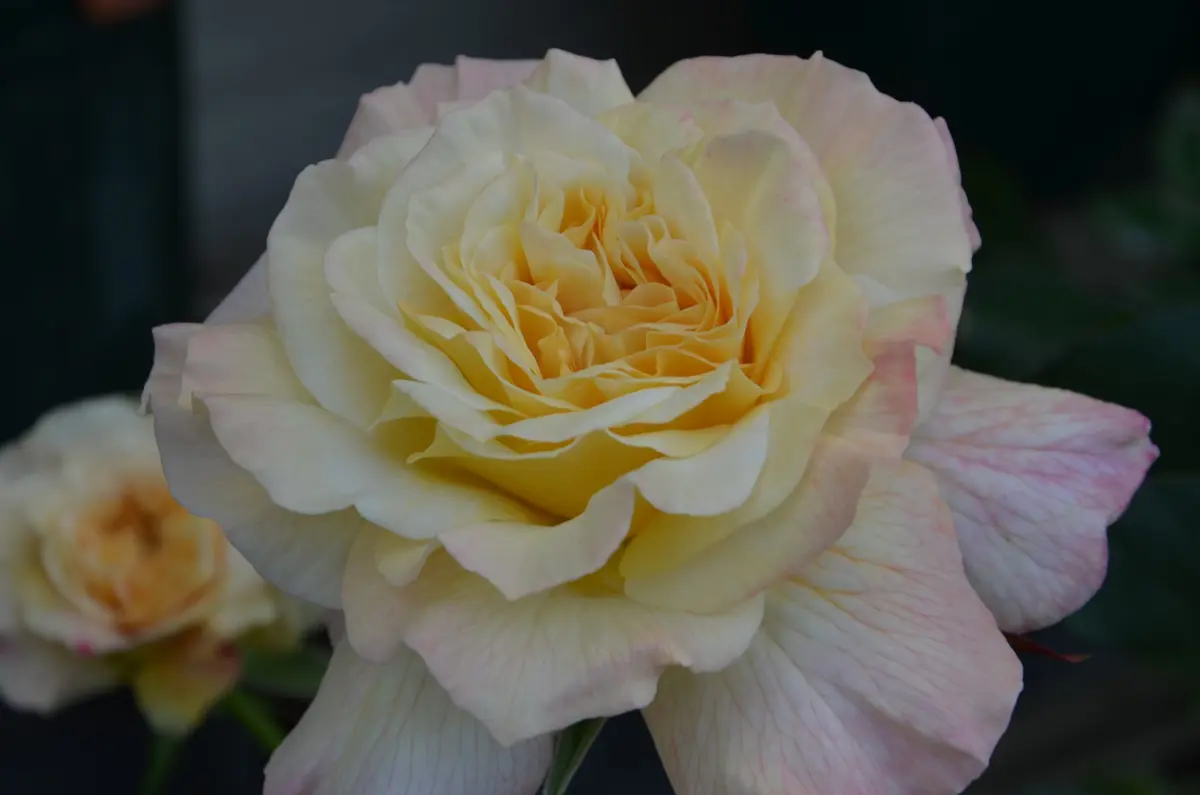 アブラカダブラ(薔薇)｜園芸日記by赤いハナミズキ｜みんなの趣味の園芸 