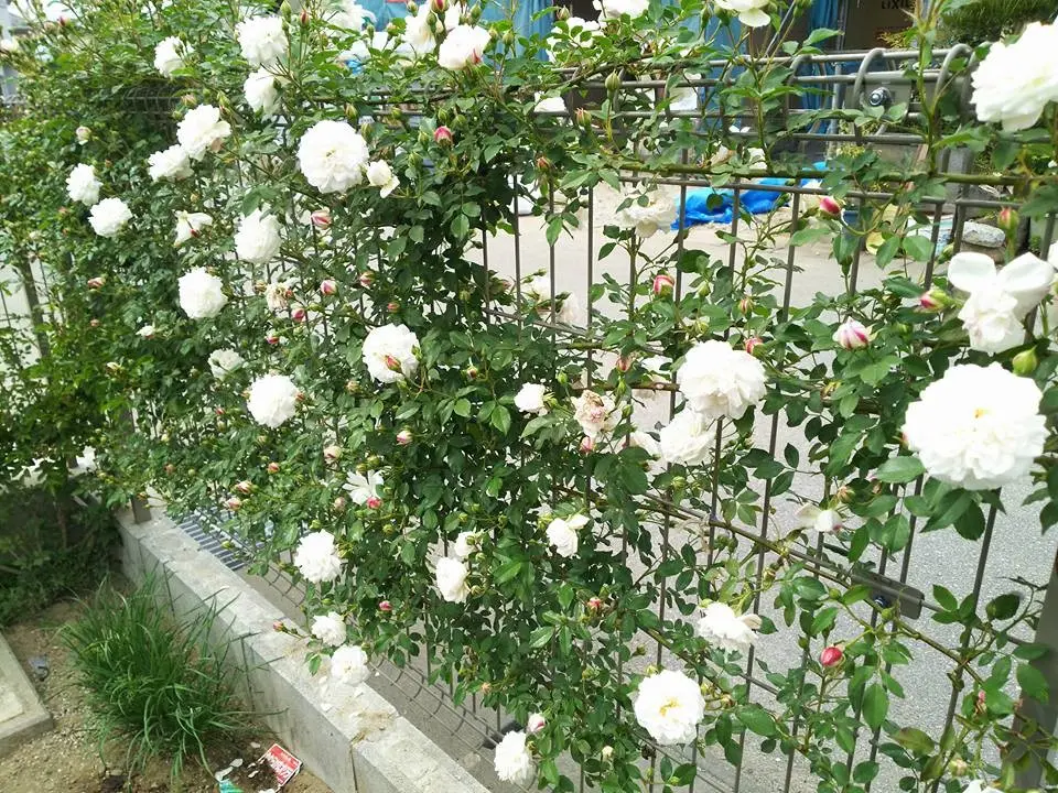 バラ　薔薇　ローズ　ブラック　シュプール掲載　【13号】 バラ ショッキング ブルー｜ROSE Shocking Blue®｜花の手帖のweb