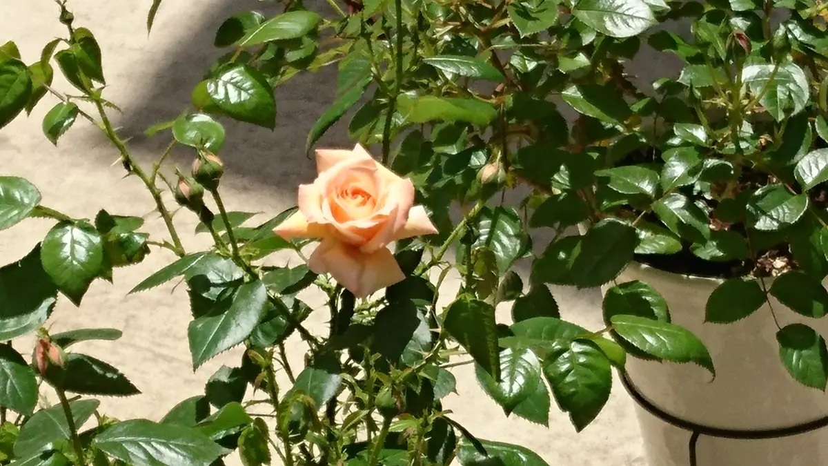 レディマーマレード?開花｜園芸日記byりりんご｜みんなの趣味の園芸 