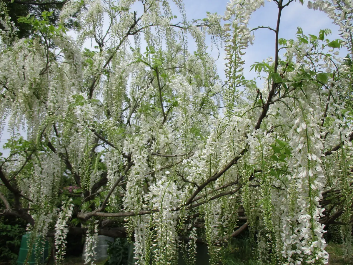 白藤｜園芸日記by撫子🌹｜みんなの趣味の園芸｜380450