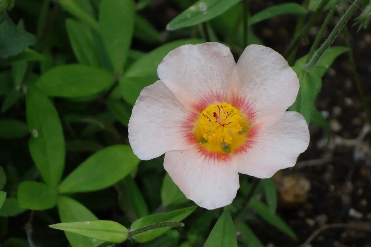 マルバストラム確認用 【公式通販】