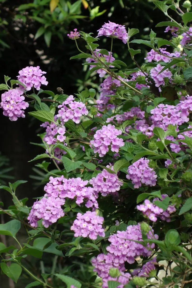 マルバストラム♪｜園芸日記byみなこ｜みんなの趣味の園芸｜381884