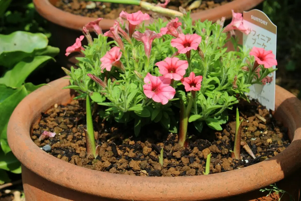 簡単な寄せ植え～サフィニア｜園芸日記byくく｜みんなの趣味の園芸｜382337