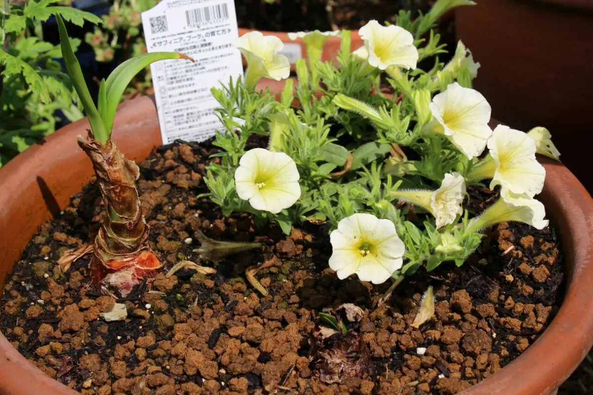 簡単な寄せ植え～サフィニア｜園芸日記byくく｜みんなの趣味の園芸｜382337