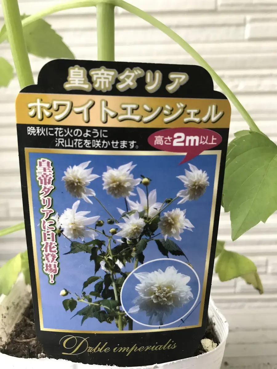 皇帝ダリア！ホワイトエンジェル｜園芸日記by根っこがあるから花