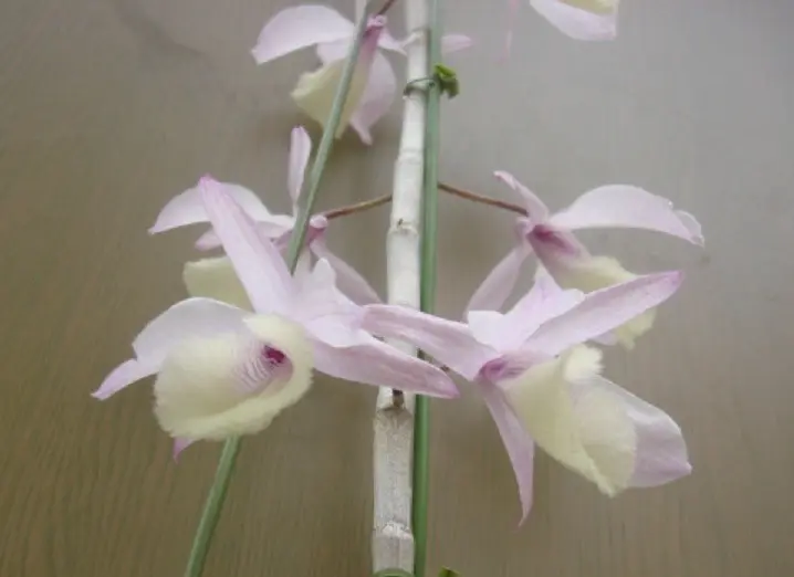 ピエラルディー｜園芸日記byじゅんいち｜みんなの趣味の園芸｜382902