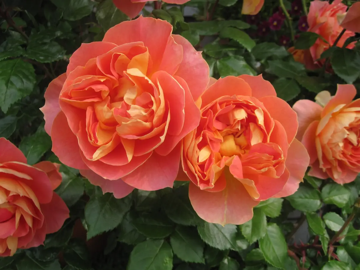 専用になりました。トルコ、薔薇4点 この前、 #横浜イングリッシュガーデン 行ってきた🌹 天気も良く
