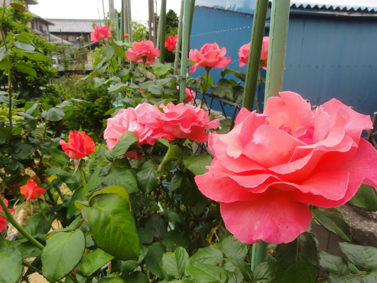 【海外輸入】 バラ タッチ オブ クラス｜園芸日記byみちよ｜みんなの趣味の 芸術写真