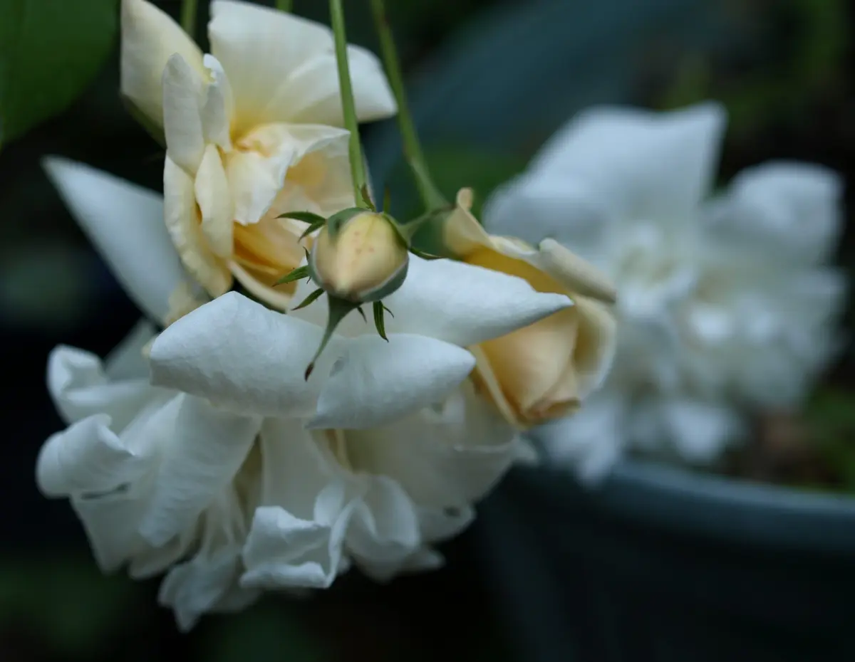 1株 フラワー・ガーデニング レア✦ピンクブラウングレイミストの苗