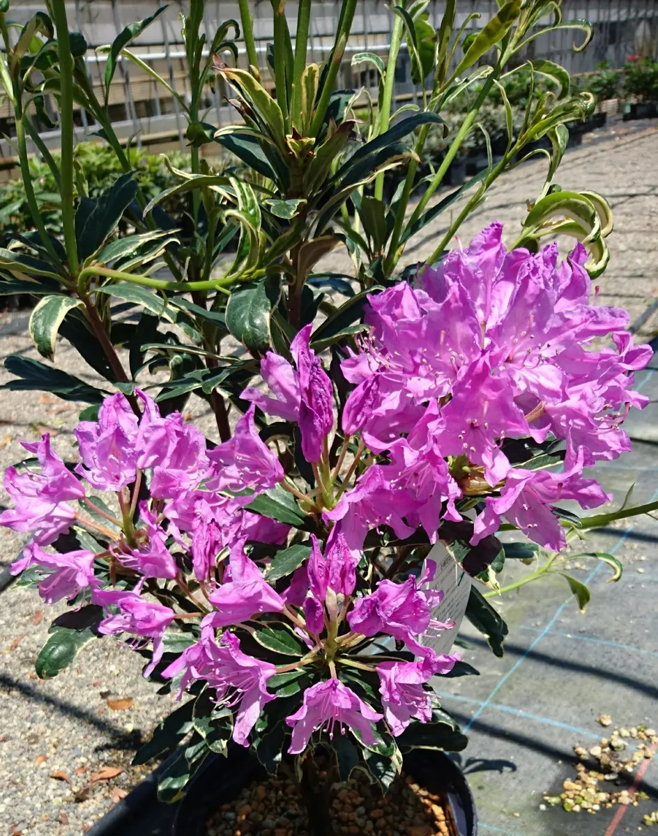 わずかに残っていた石楠花の花｜園芸日記byまぁゆ｜みんなの趣味の園芸