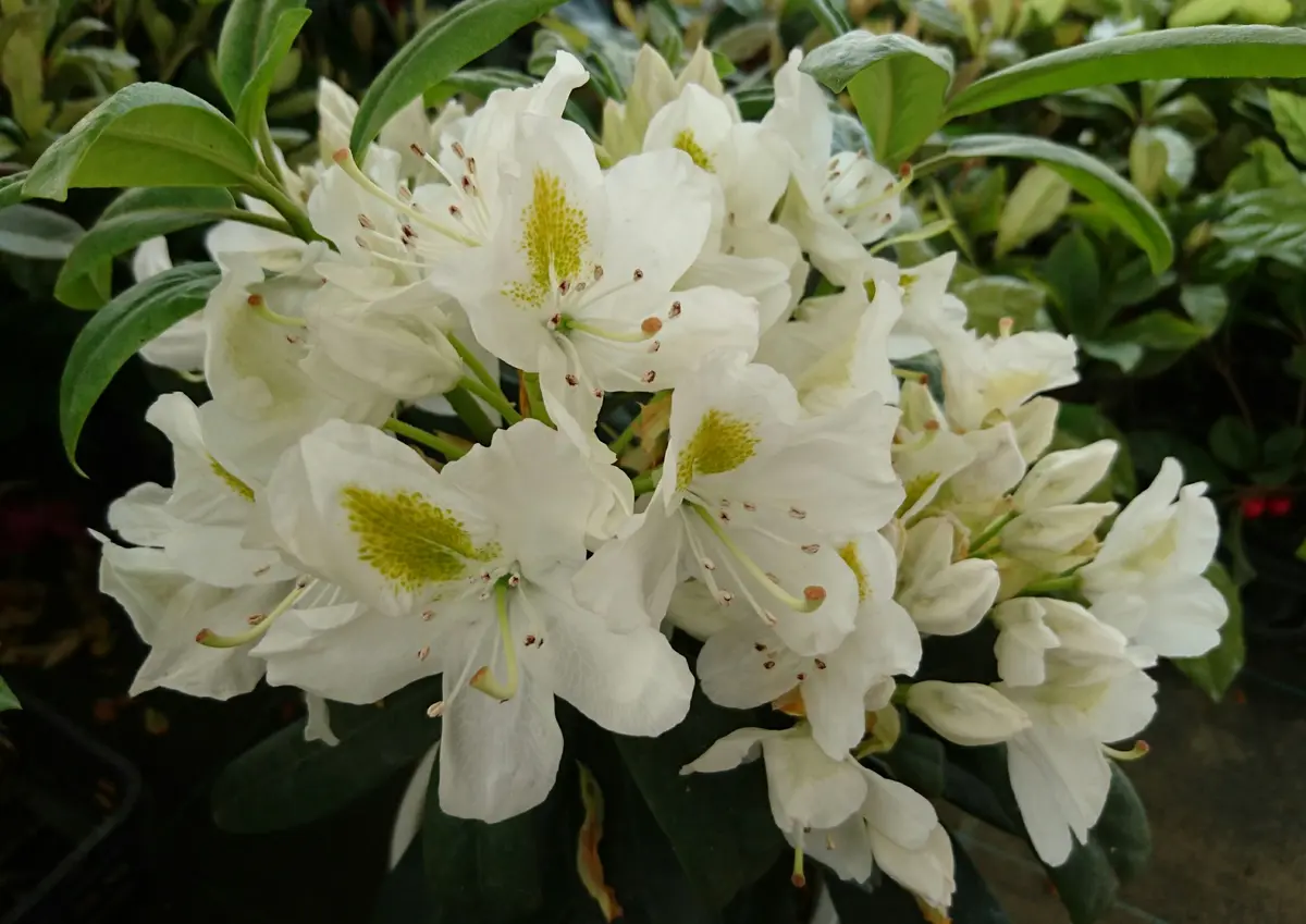 わずかに残っていた石楠花の花｜園芸日記byまぁゆ｜みんなの趣味の園芸