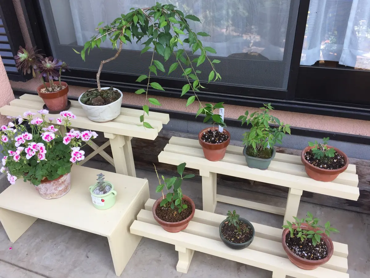 盆栽 ひな壇 鑑賞棚 盆栽が引き立つシャンパンゴールド BONSAI