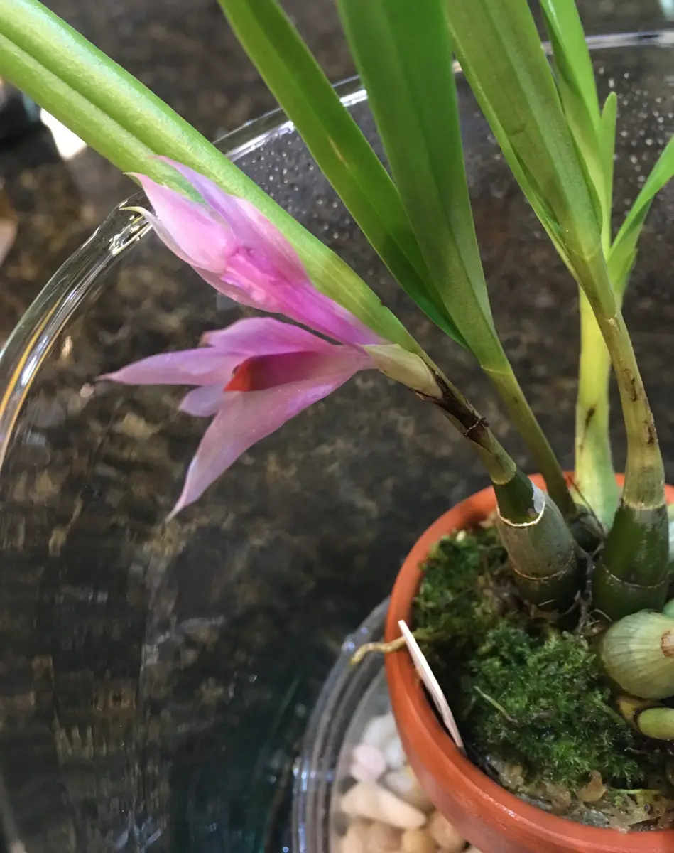 Den.violaceum'TwilightBlue':開花しました。｜園芸