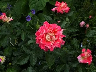 ≪ラッフルローズ≫の3種｜園芸日記byばらにゃん｜みんなの趣味の園芸